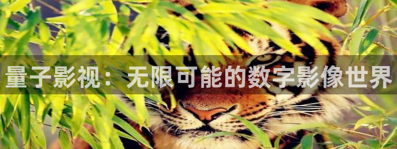桔子桔子视频：量子影视：无限可能的数字影像世界